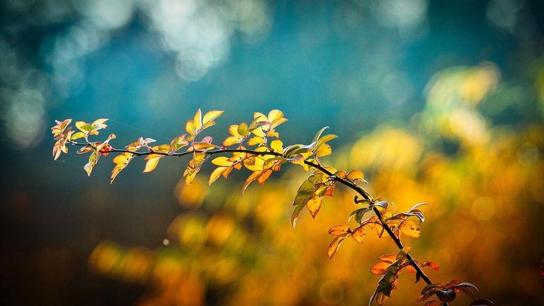 Bild zu Herbstball